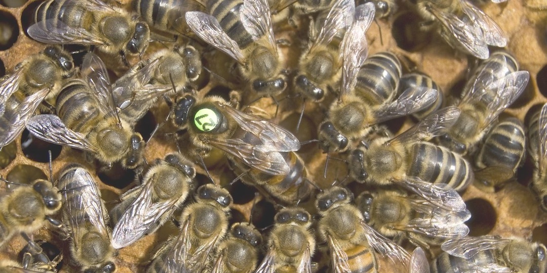 Вывод маток и сопутствующие работы в этом процессе