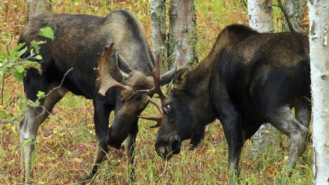 Поединок. Фото из интернета