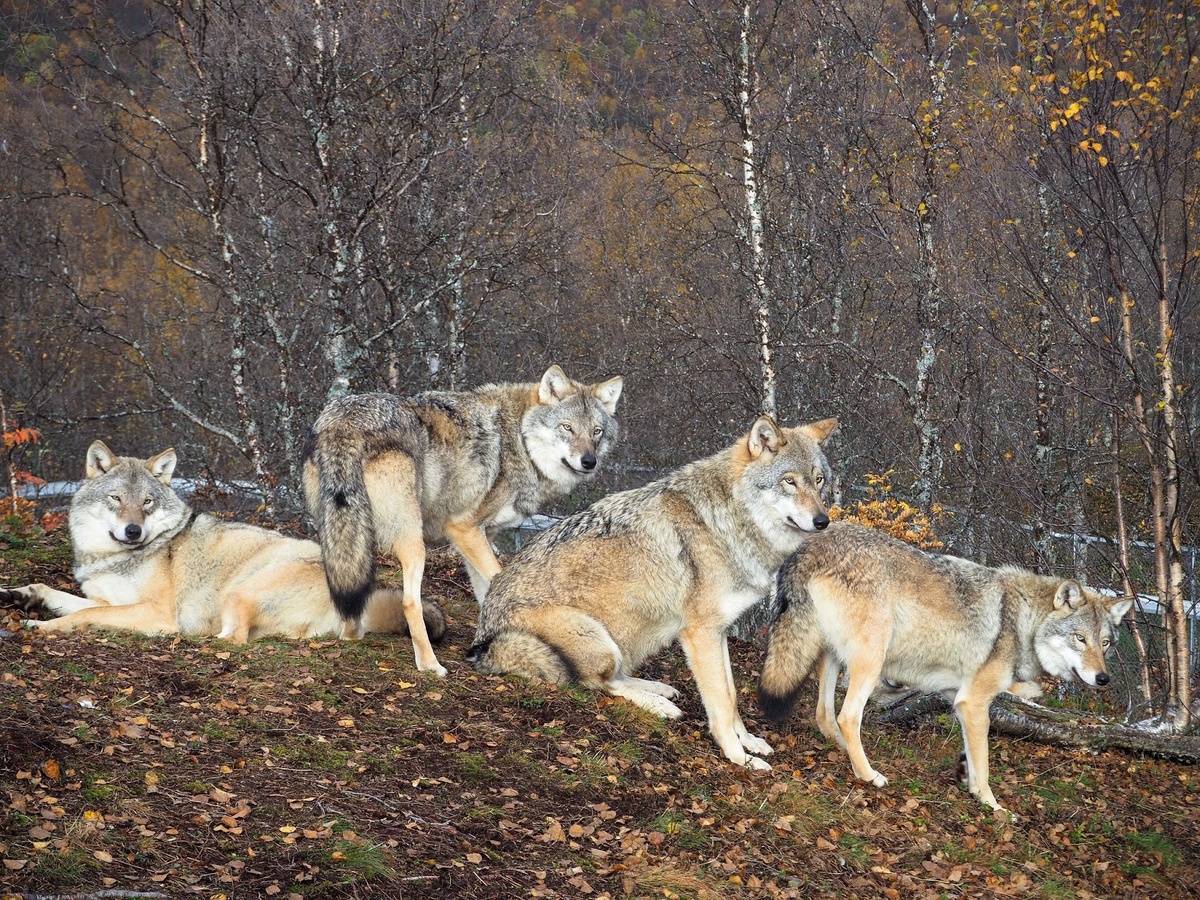 Фото из интернета