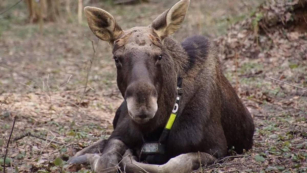    Фото: Пресс-служба Департамента природопользования и охраны окружающей среды города Москвы