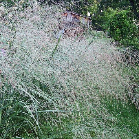 Просо. Изображение использовано с ru.pinterest.com