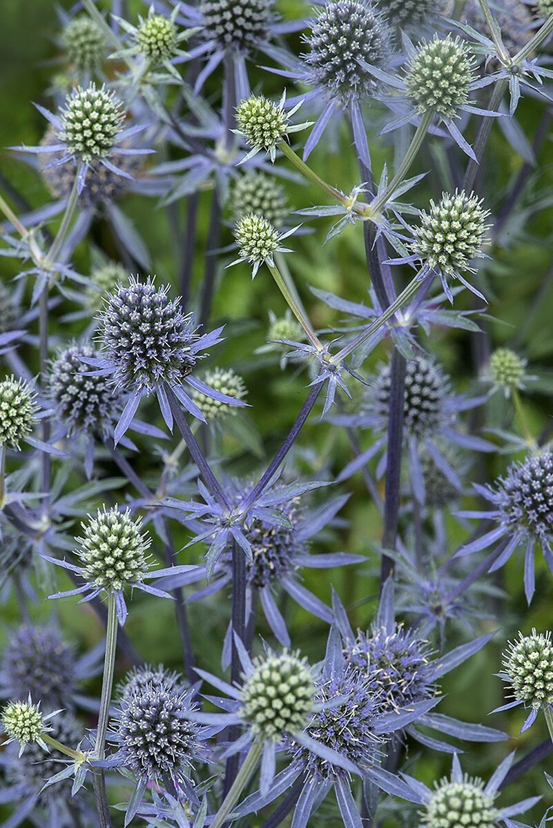 Синеголовник. Изображение использовано с ru.pinterest.com