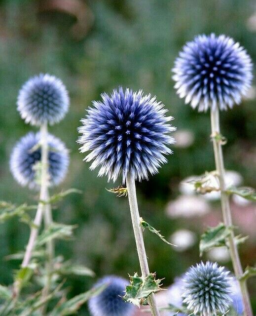 Мордовник. Изображение использовано с ru.pinterest.com