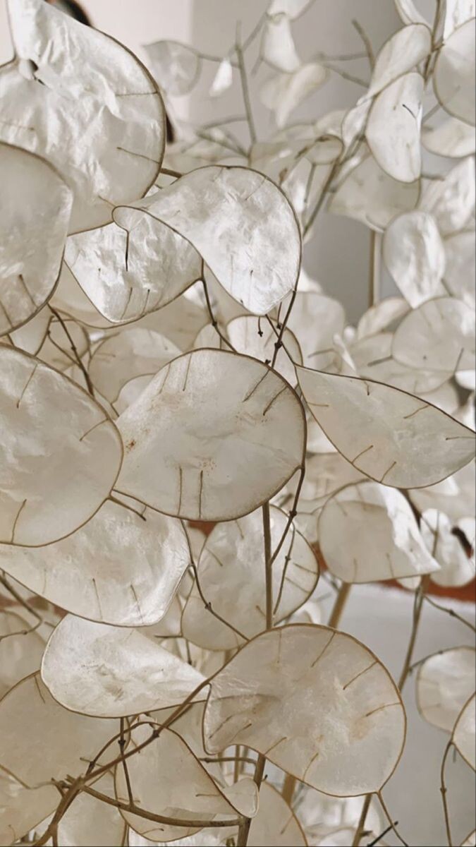 Лунария. Изображение использовано с ru.pinterest.com