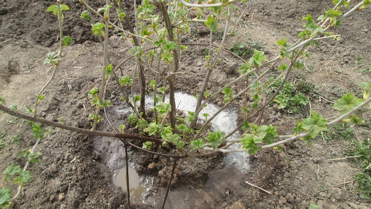 Подкормка чёрной смородины весной