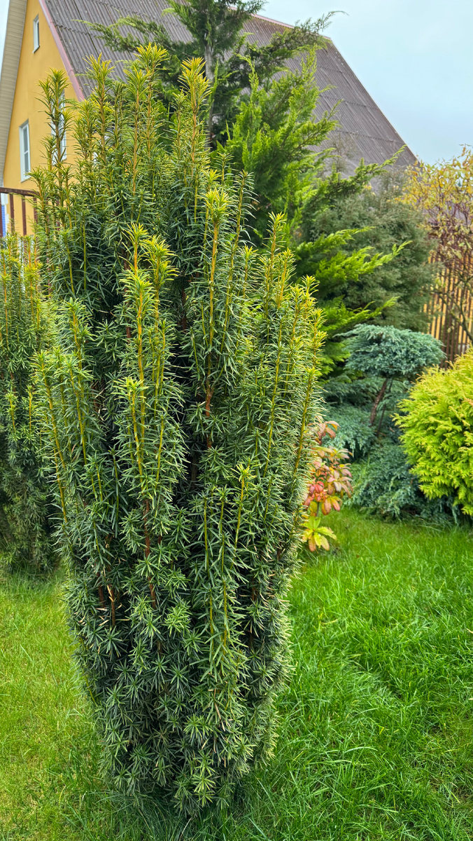 Тис Стефания