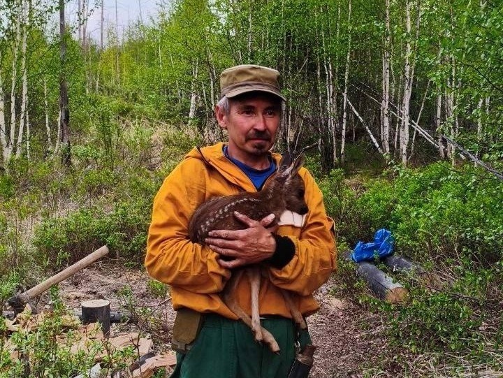    На защите лесов