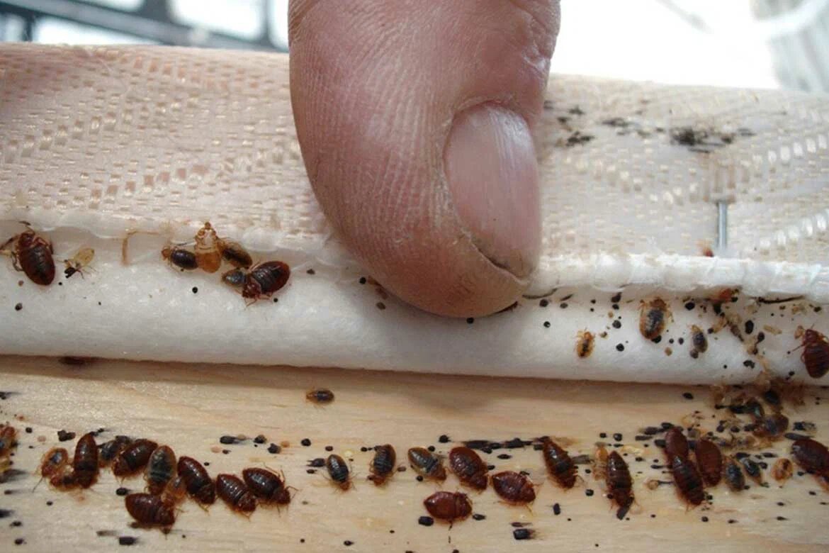 Клопы в диване