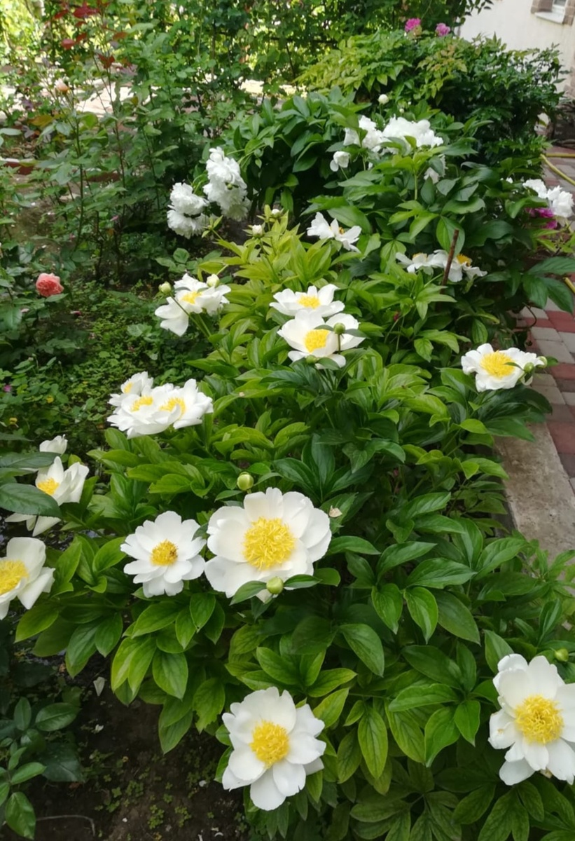 В донавесные времена посажены были. Теперь на этом месте морозники обосновались. 