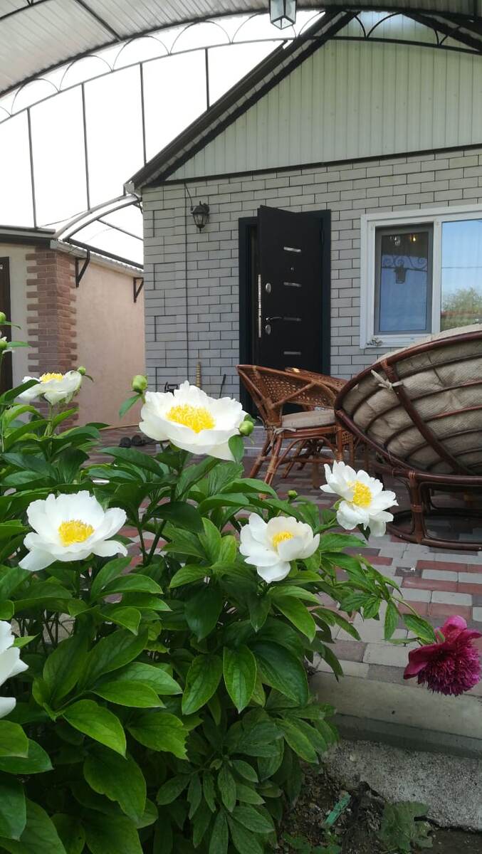 Последнее цветение под навесом. 