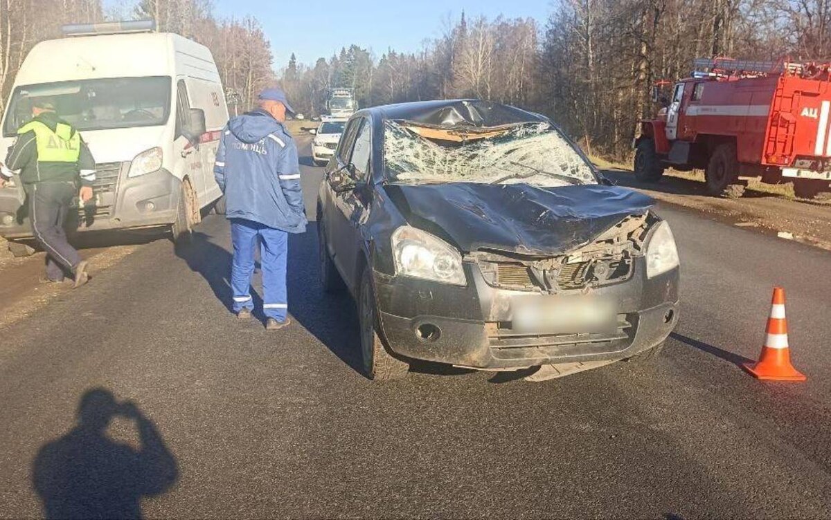    Женщина на «Кашкае» насмерть сбила лося под Ижевском