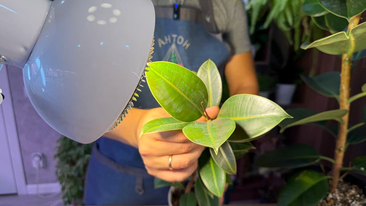 Свет - всему голова