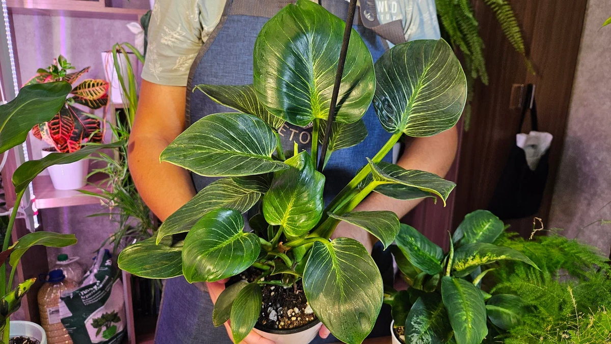 Готовите свои растения к зимовке?