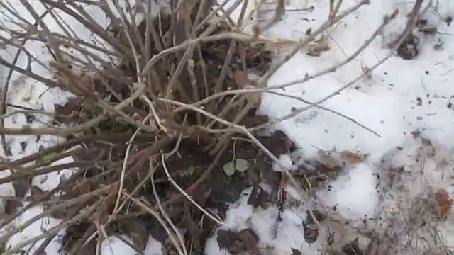 Омоложение черной смородины