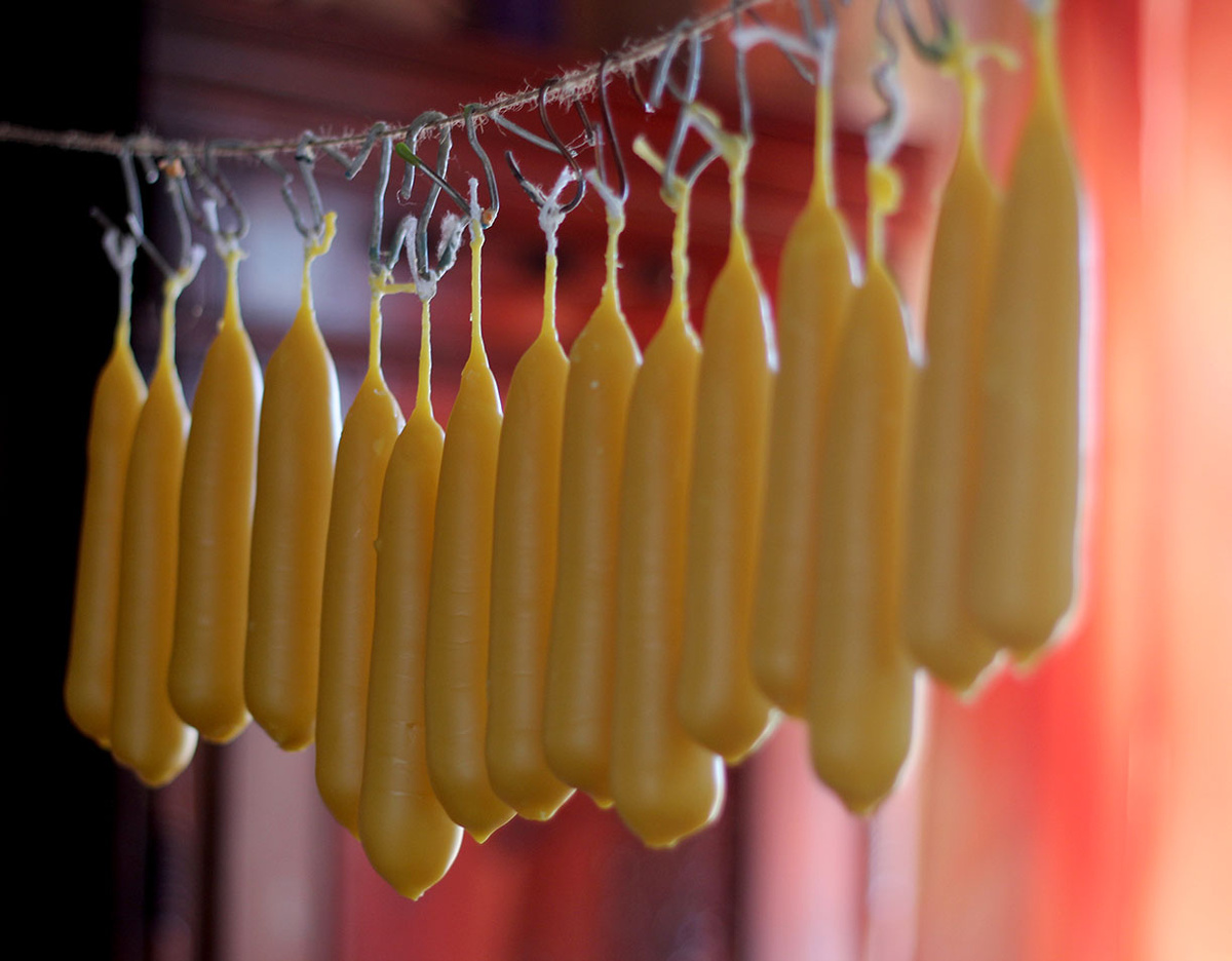 восковые маканки доходят до кондиции