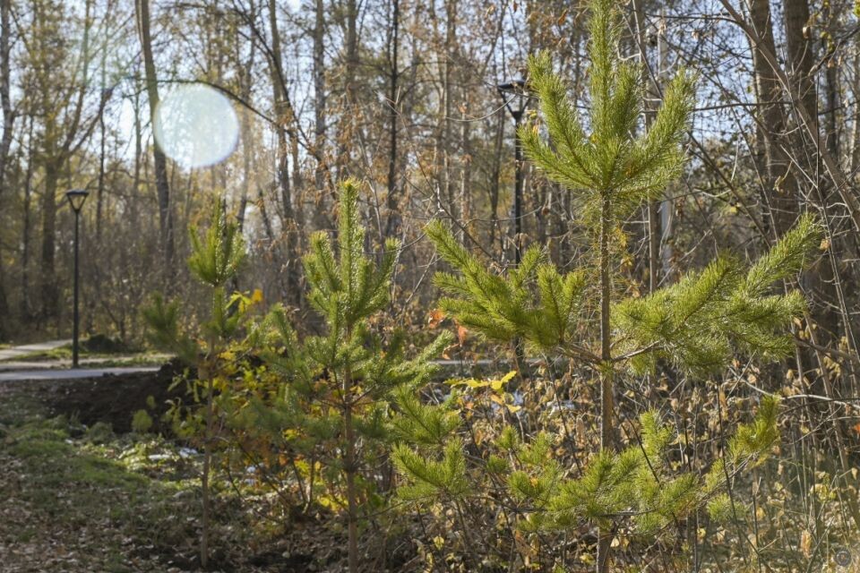    Парк "Юбилейный" осенью. Благоустройство.. Источник: barnaul.org