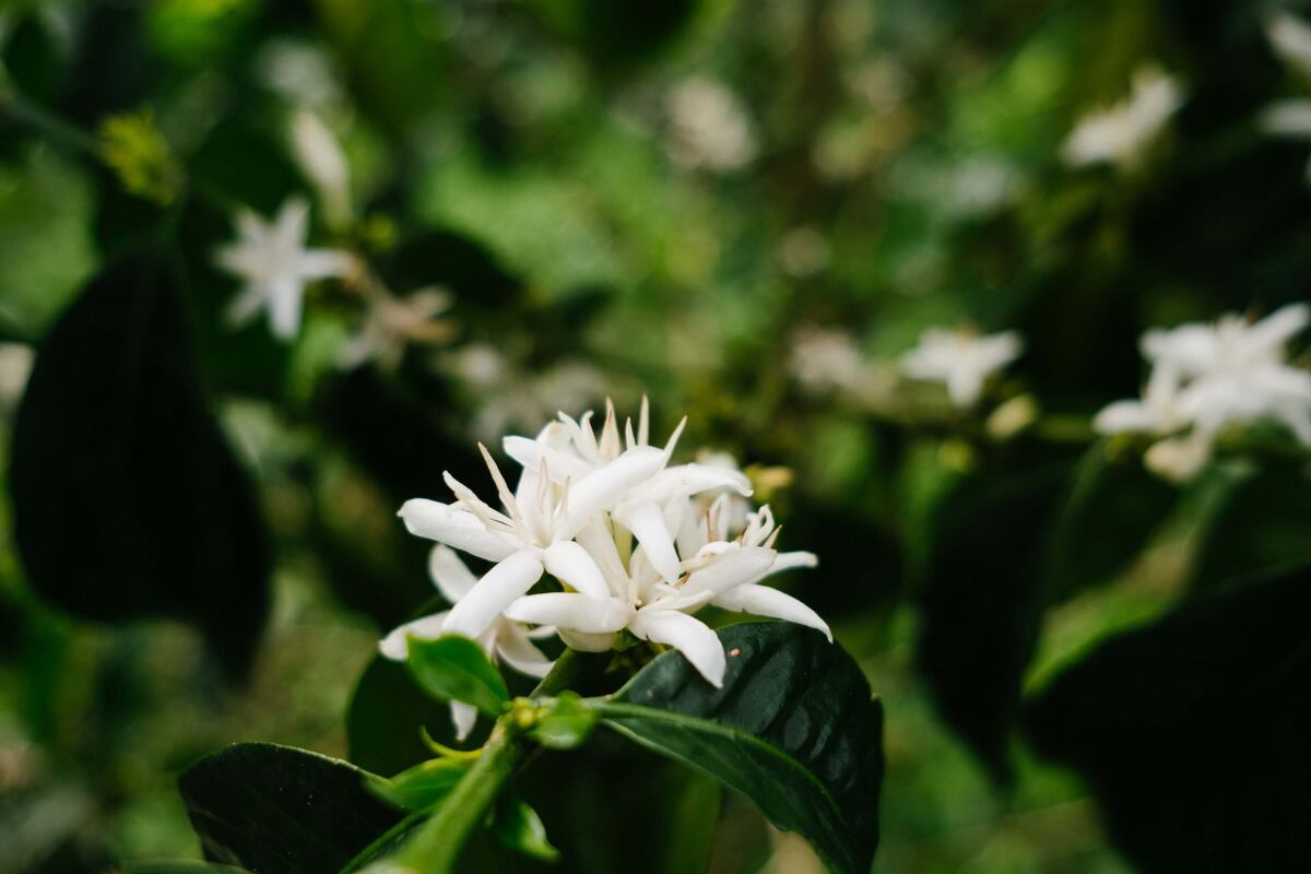 В Колумбии кофейные деревья могут цвести несколько раз в год