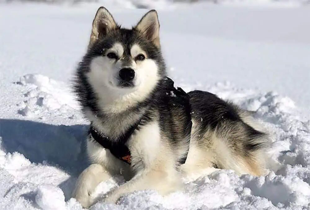 Аляскинский хаски 