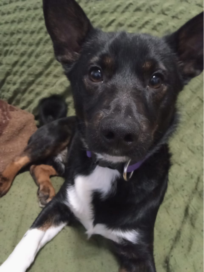 Это наш Тедди. Принц полукровка.