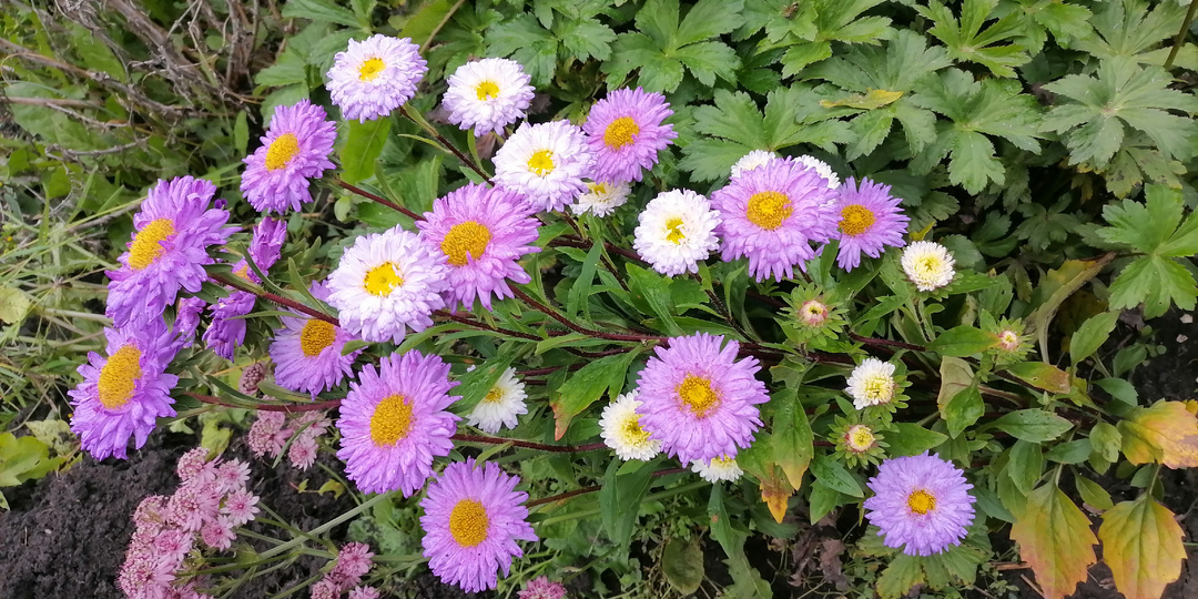 День за днем. 27 октября. Что-то я сегодня весь день работала…