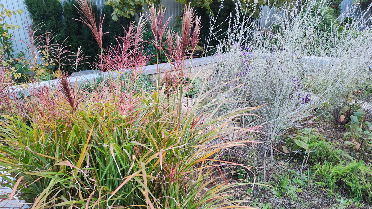 Мискантус Зебрина растет в цветнике в фундаменте, рядом с перовскией.
