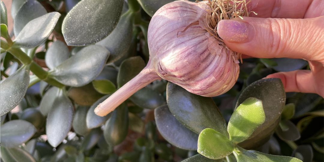 Можно лечить орхидею толстянкой и чесноком?