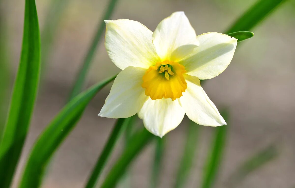 Интересно, чем этот цветок провинился