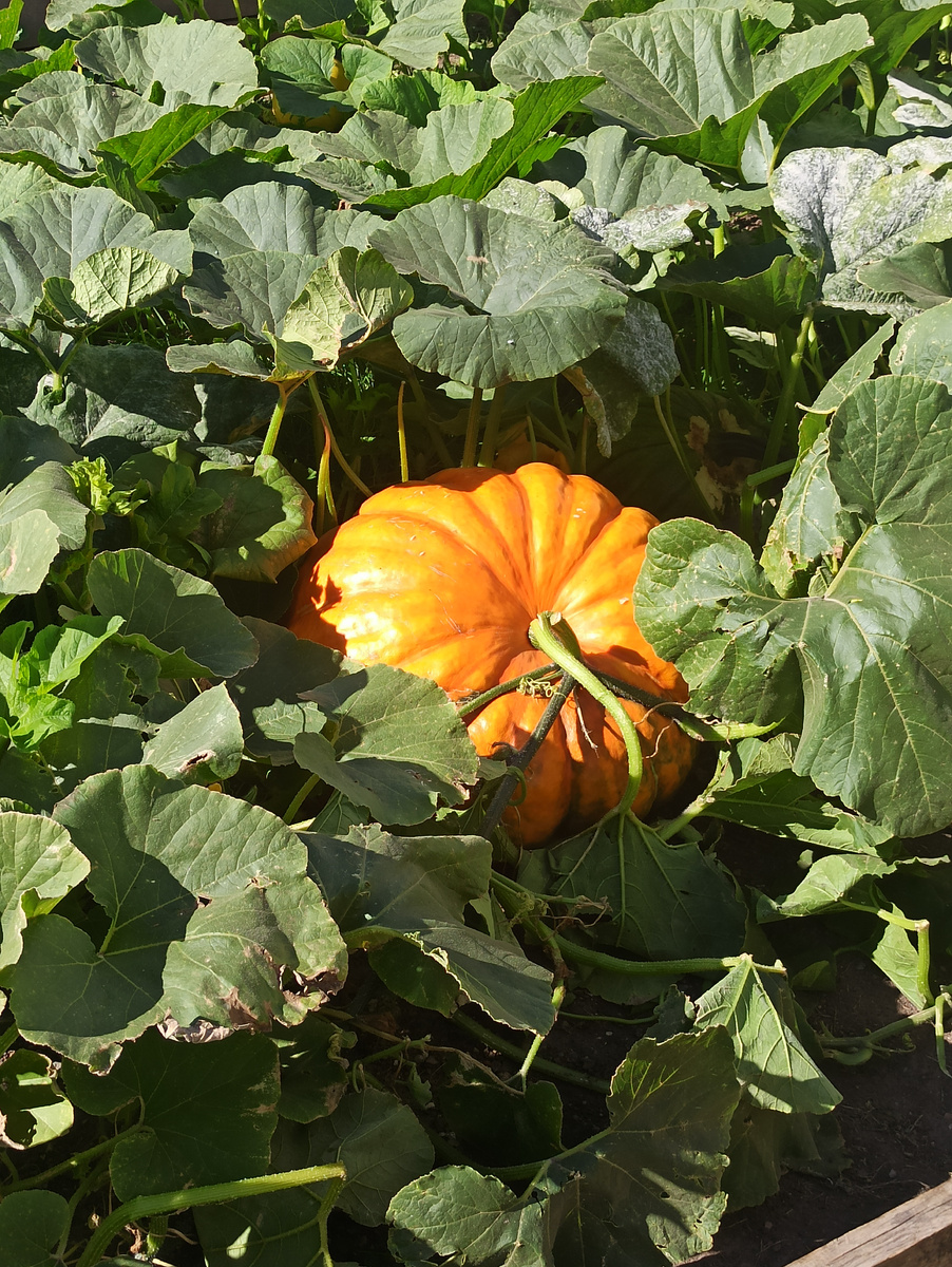 Вот так тыква!