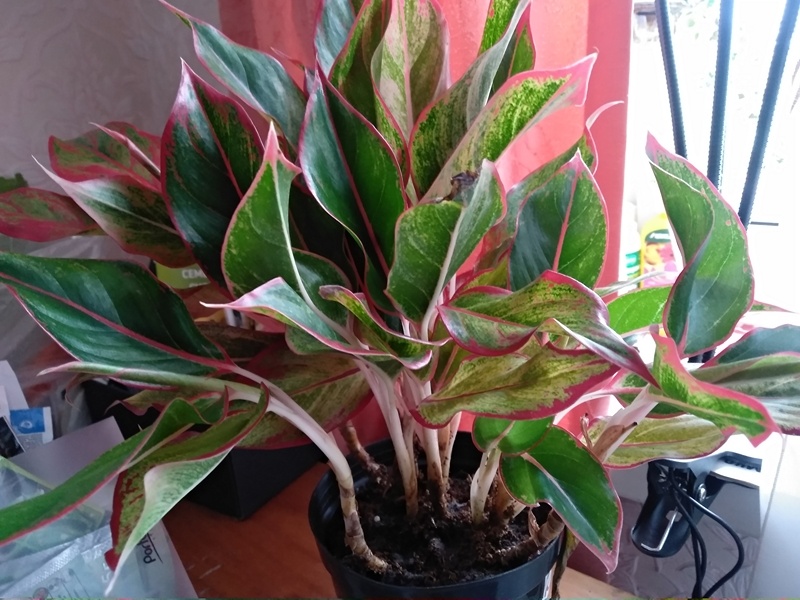 Моя Аглаонема в квартире