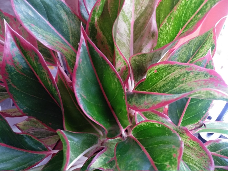 Шикарная листва у аглаонемы