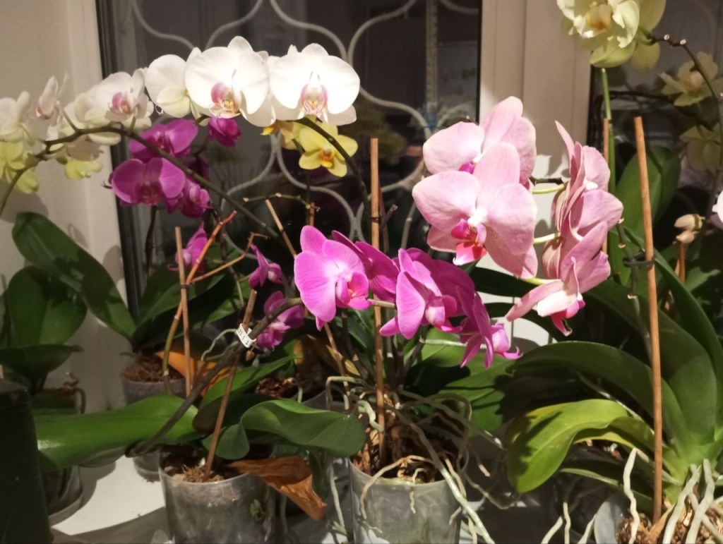  Фаленопсис