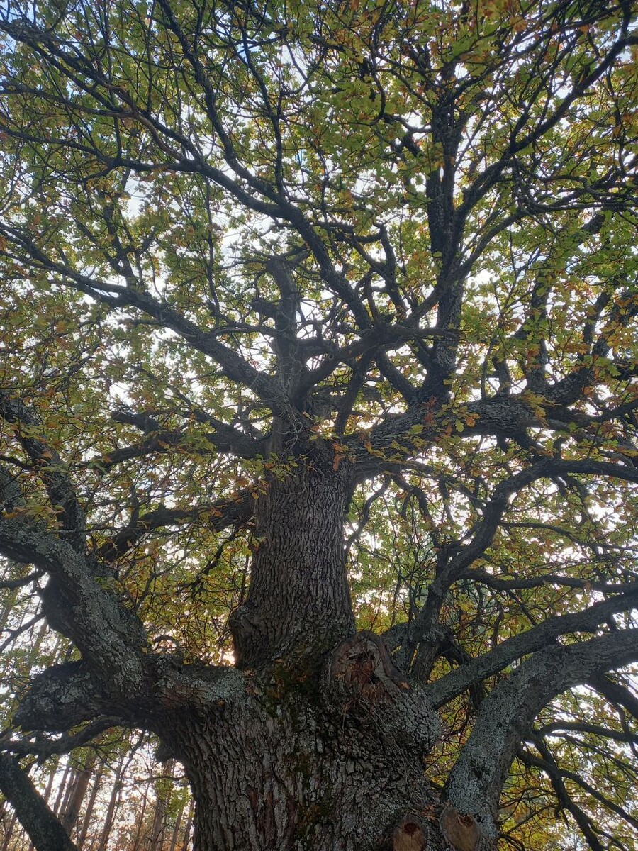 Памятник природы!