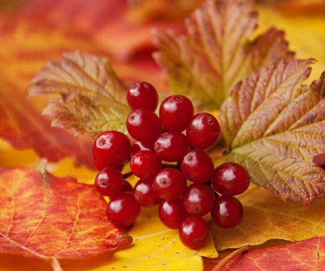 Дача в Ноябре: Успеть до Морозов.