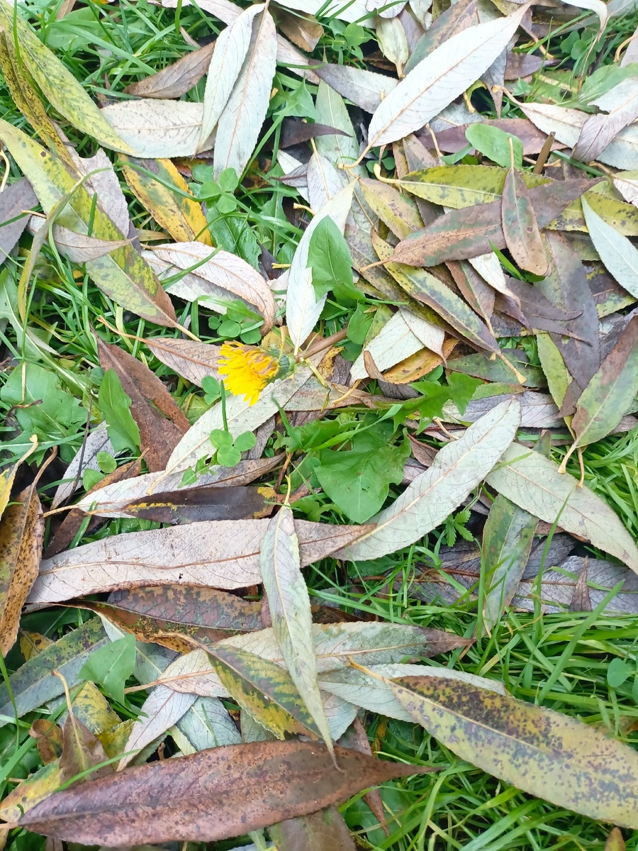 Одуванчик в октябре.