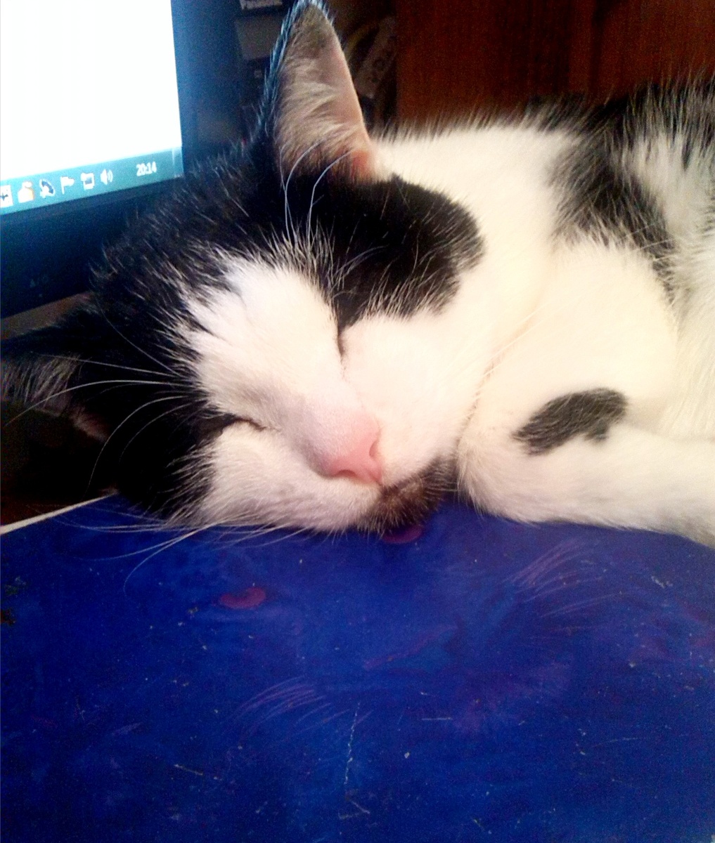 Тигрячьи сны