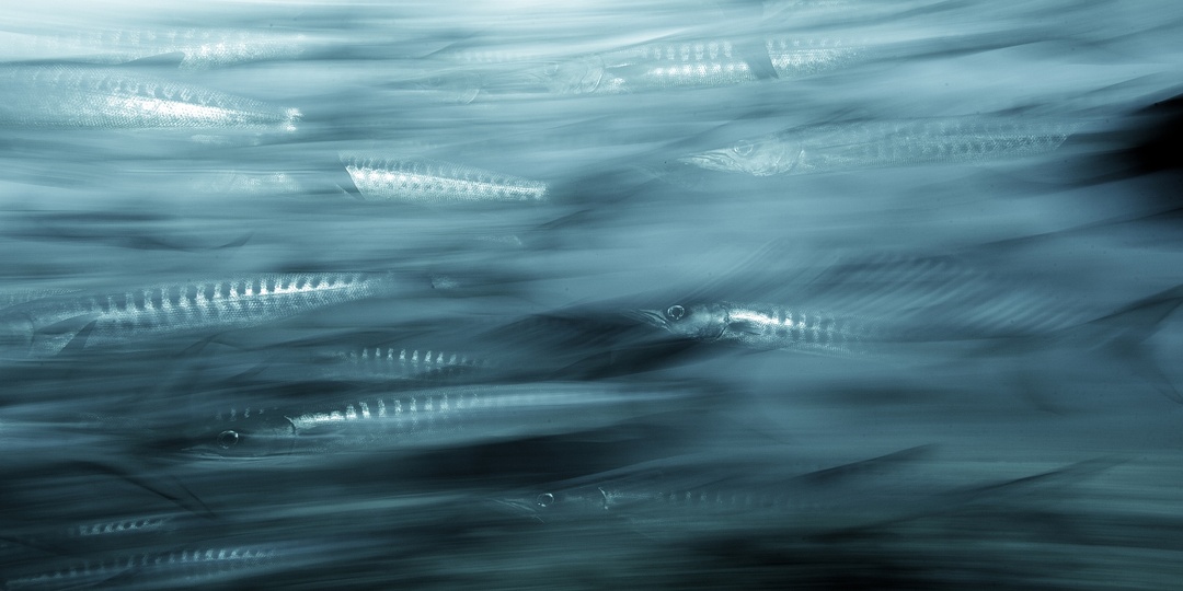 Широкий угол в подводной фотографии. Как и зачем?