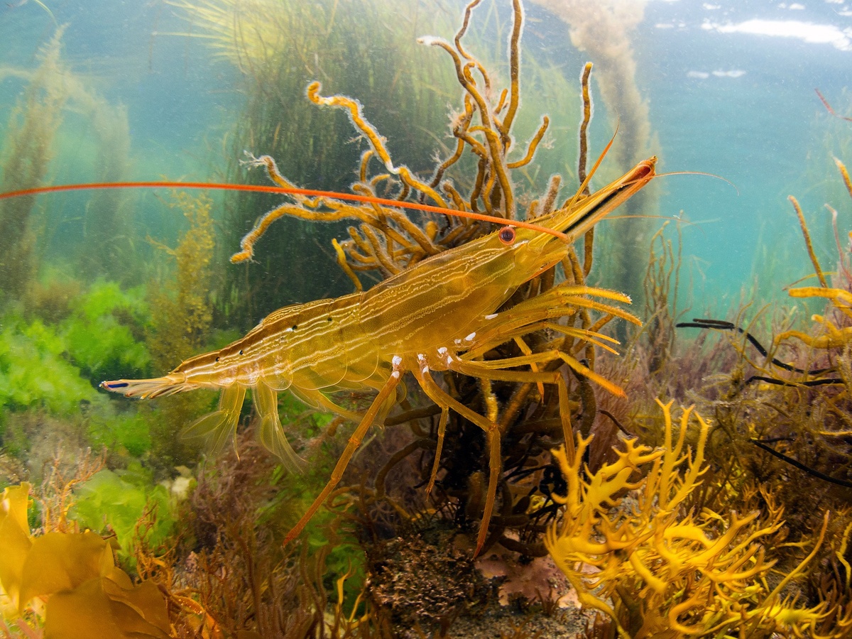 Это то что может фишай в маленькой сфере. Фотографии Сергея Шанина