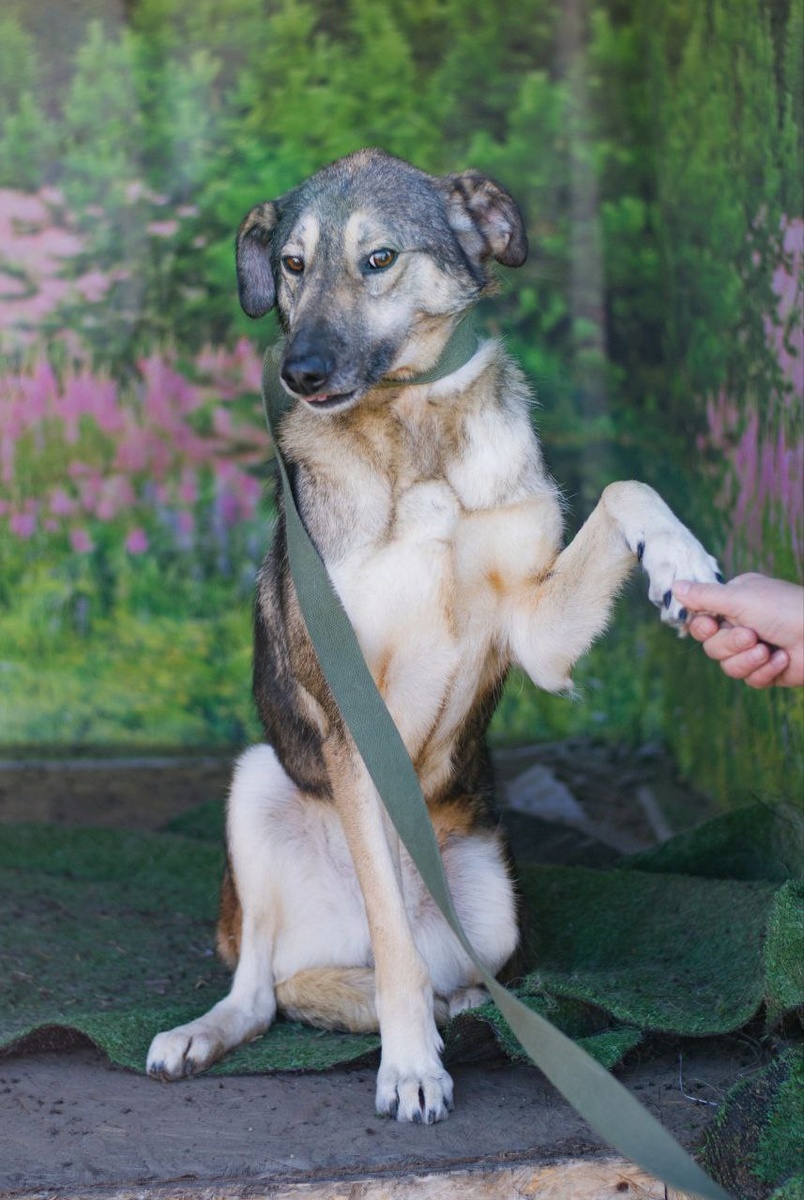 Эту общительную и ласковую кокетку зовут Герда и она очень хочет, чтобы её скорее забрали домой, добрые, ответственные люди. 