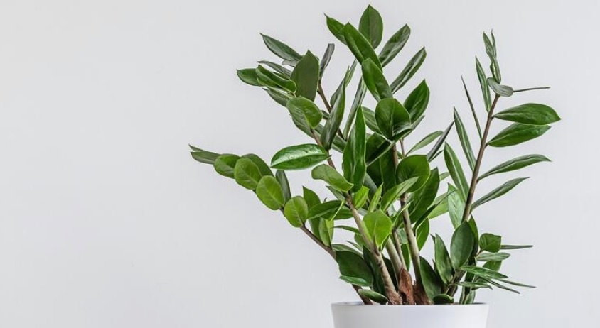 Zamioculcas zamiifolia Engl.