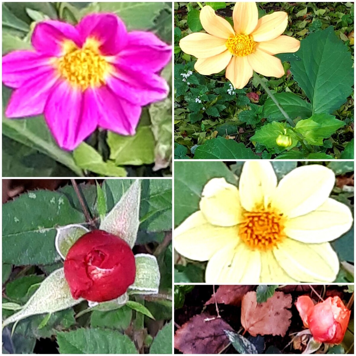 Коллаж автора статьи 27.10.2025г.