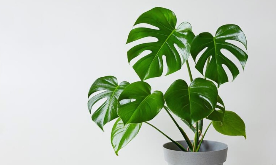 Monstera