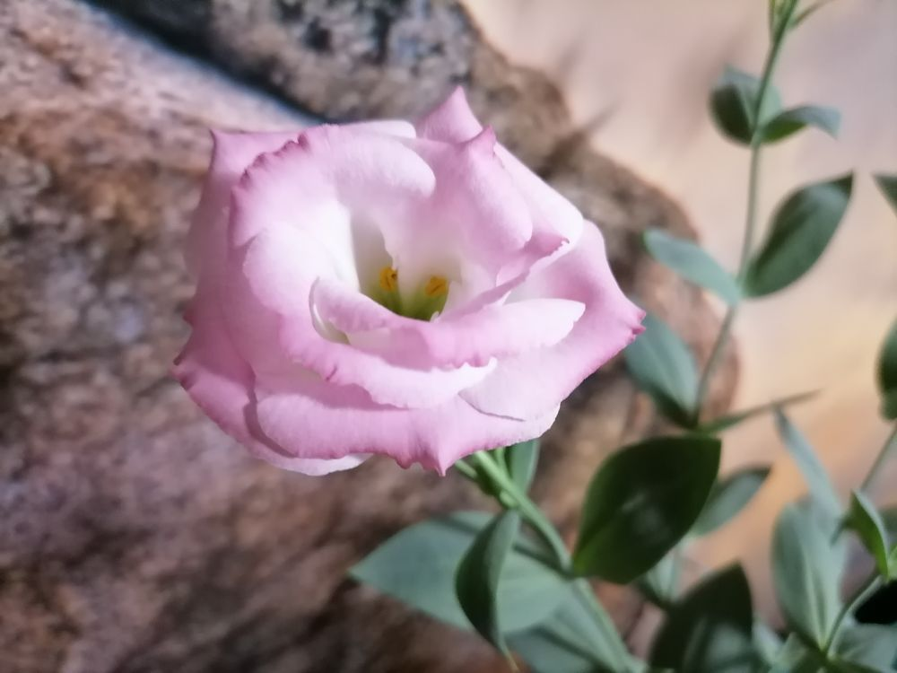 Эустома АБС Мисти Пинк, фото автора 