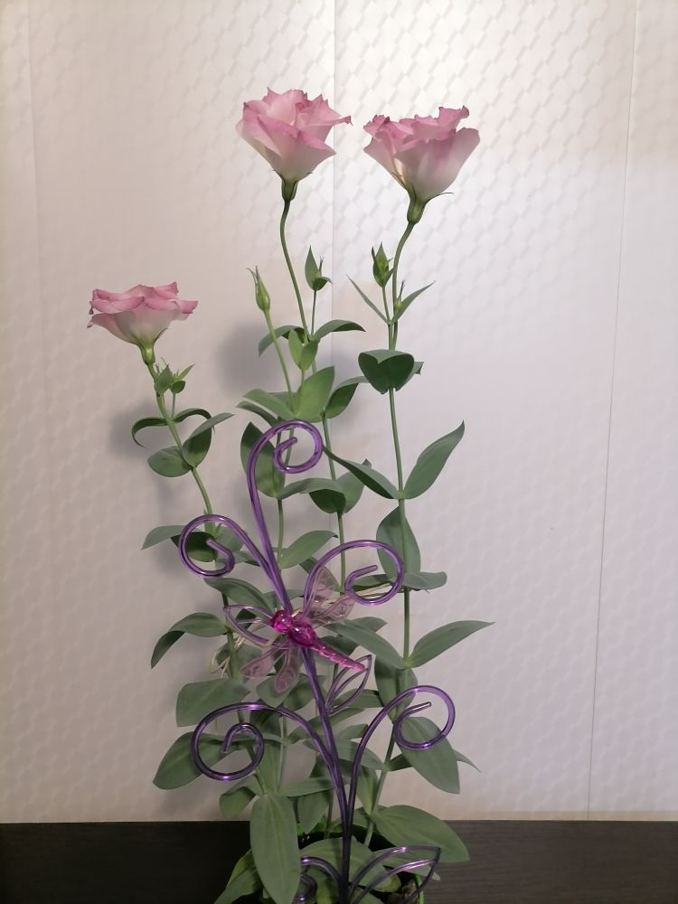 Эустома АБС Мисти Пинк в горшке, срезочный сорт - на высоких стеблях, фото автора