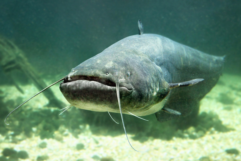    Shutterstock/FOTODOM