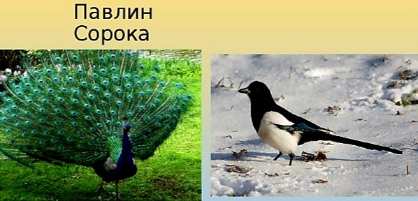 Из интернета