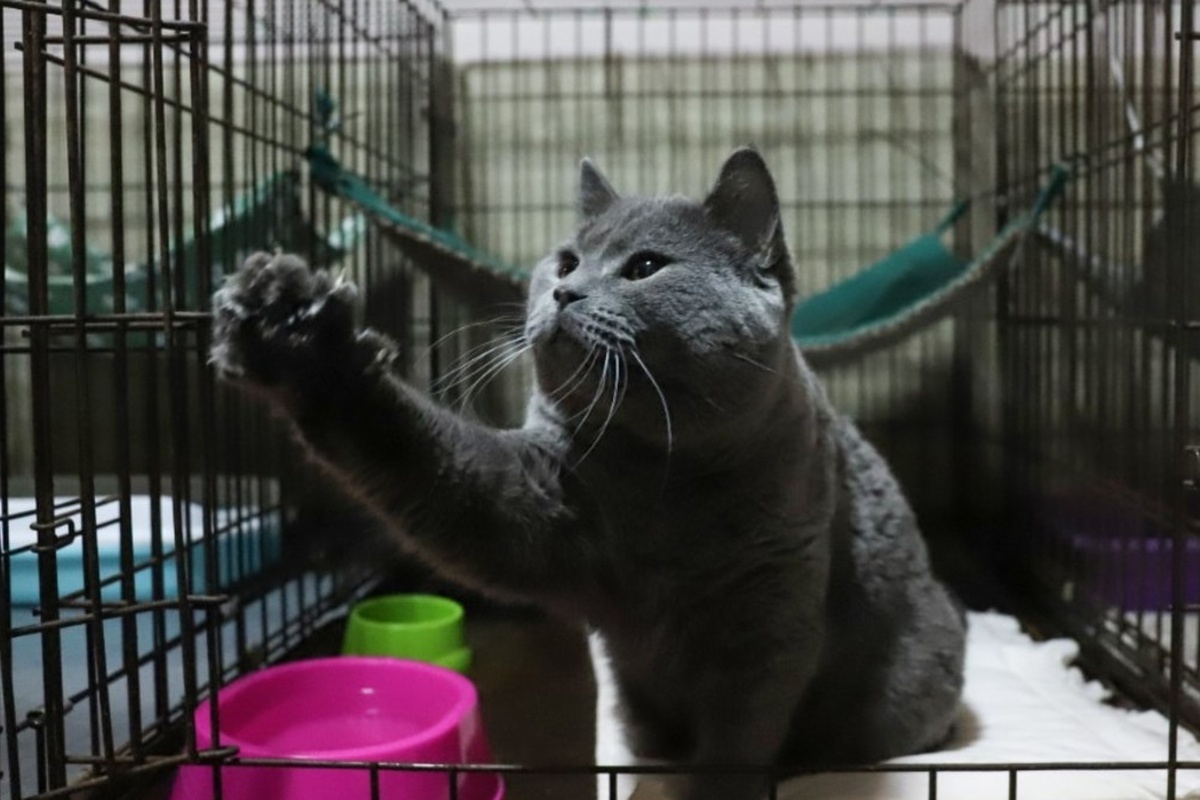    Фото: Размик Закарян, источник: URA.RU