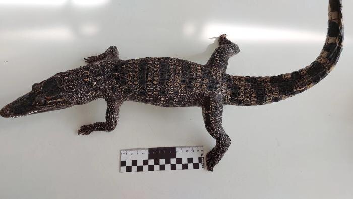 Обложка © Пресс-служба ФТС России