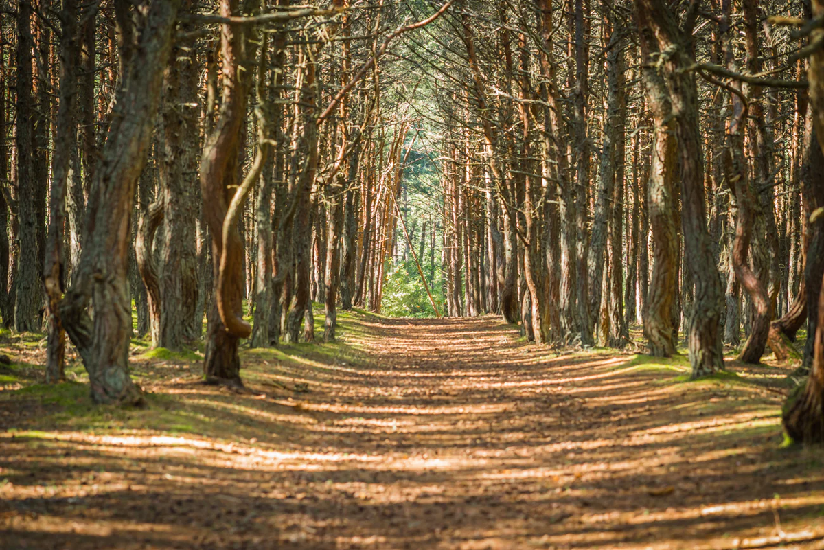 Фото из свободных источников.