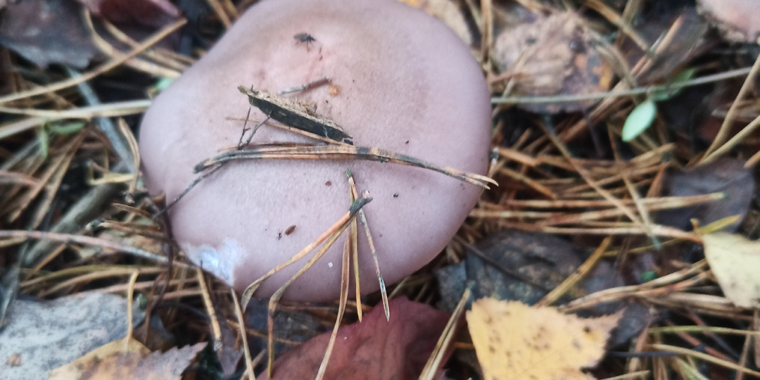 Рядовка фиолетовая, что за грибы и как готовить. Пожарила, как посоветовали в комментариях, получилось вкусно!