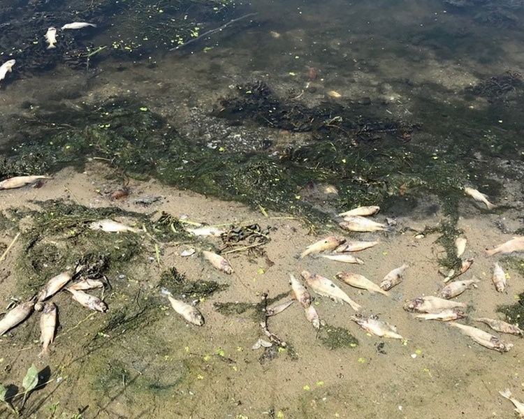     В Курской области выясняют причину массовой гибели рыбы в Льговском районе